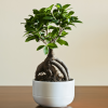 Ficus Ginseng – Image 2