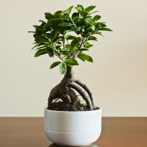 Ficus Ginseng – Image 2
