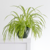 Chlorophytum panaché et son pot à suspendre – Image 2