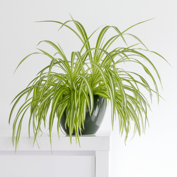 Chlorophytum panaché et son pot à suspendre – Image 2