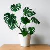 Monstera deliciosa – Image 2