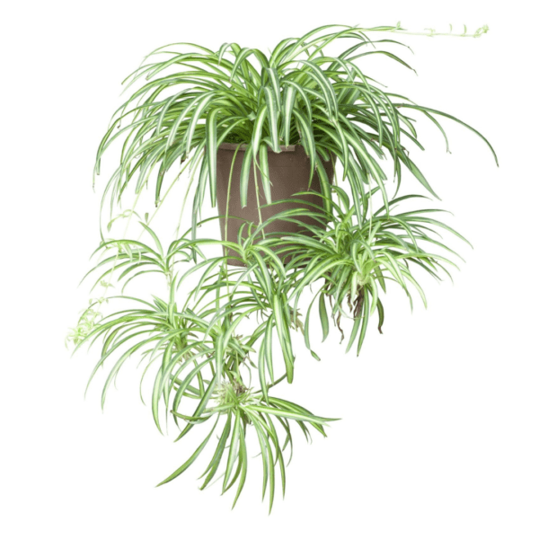 Chlorophytum panaché et son pot à suspendre