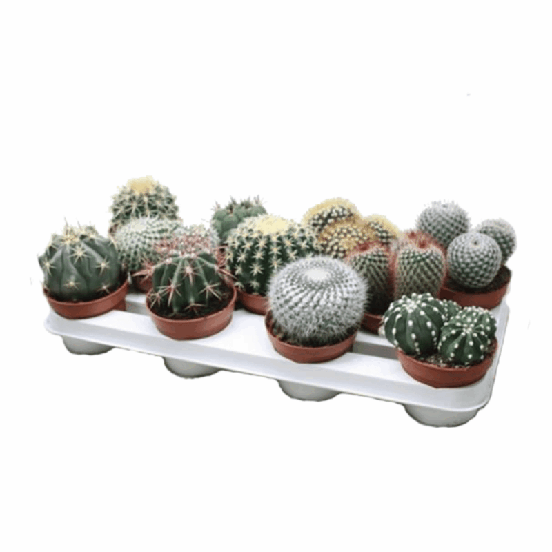 Cactus - mélange de 11 pièces