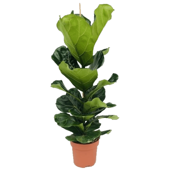 Ficus lyre - Ficus lyrata