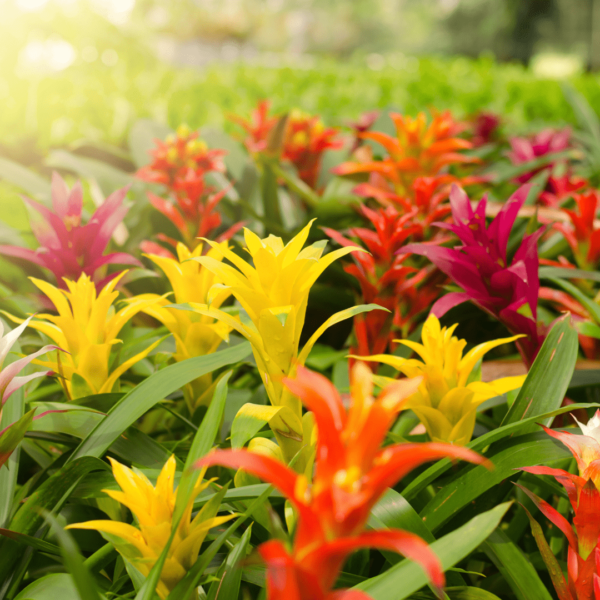 Guzmania Rouge – Image 2