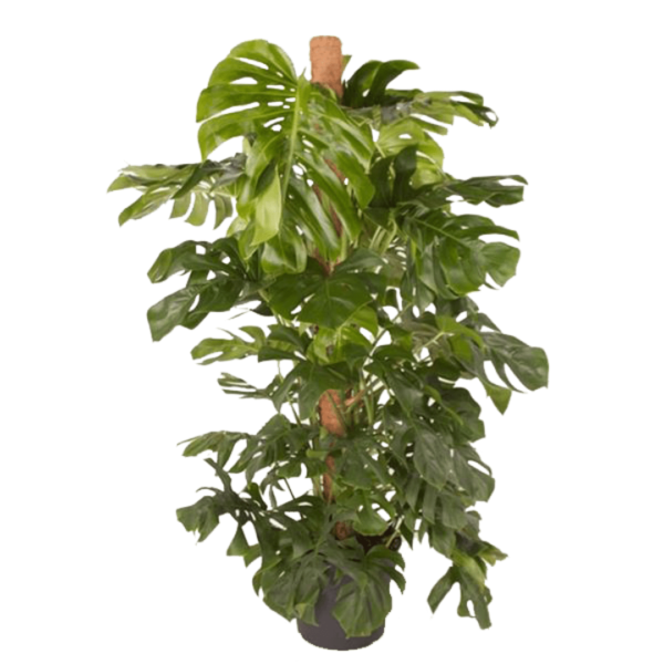 Monstera deliciosa sur tuteur coco
