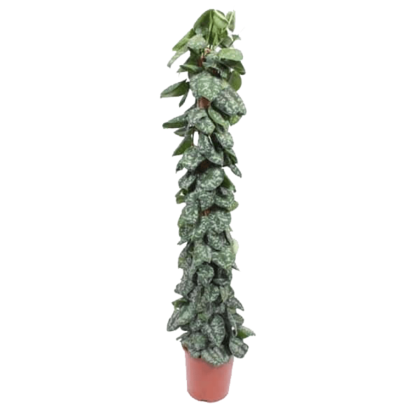 Pothos (Scindapsus) Trebie