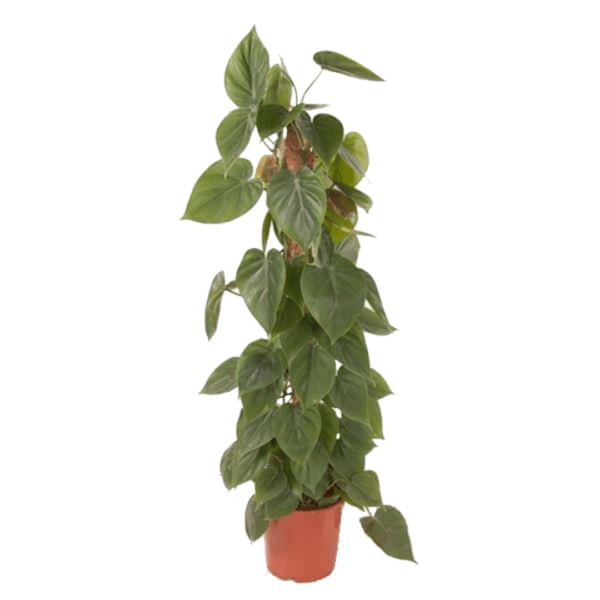 Philodendron scandens