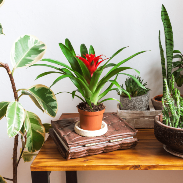 Guzmania Rouge – Image 3
