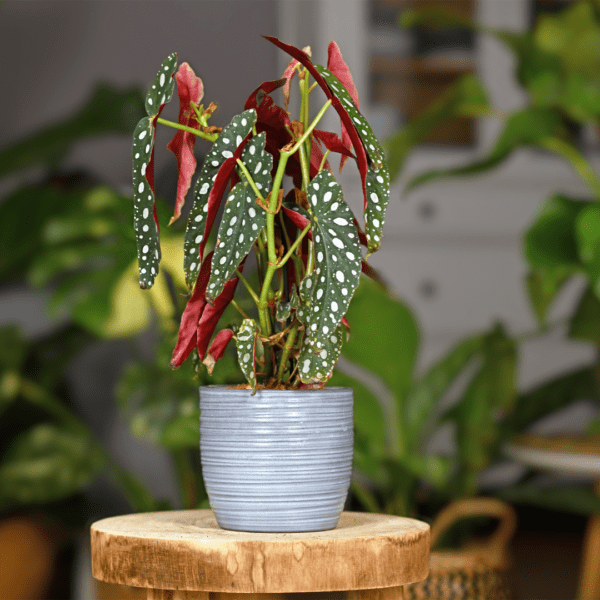 Tamaya, bégonia bambou – Image 2
