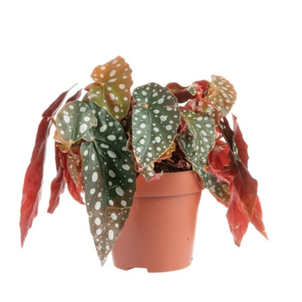 Tamaya, bégonia bambou