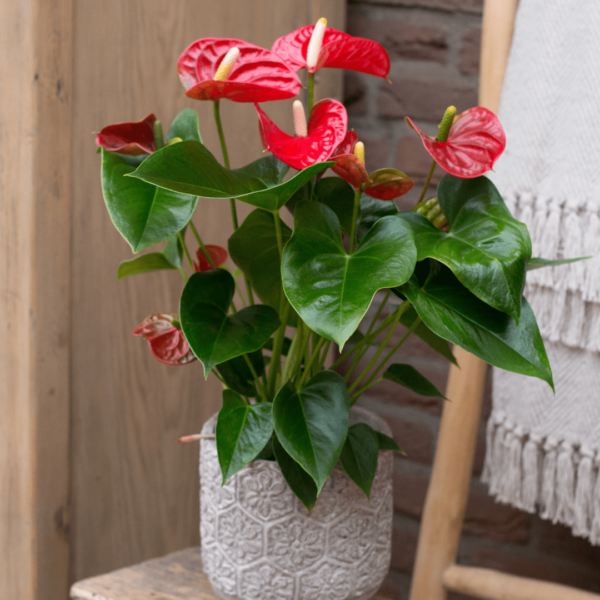 Anthurium rouge – Image 2