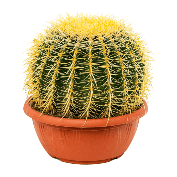 Cactus - Echinocactus grusonii