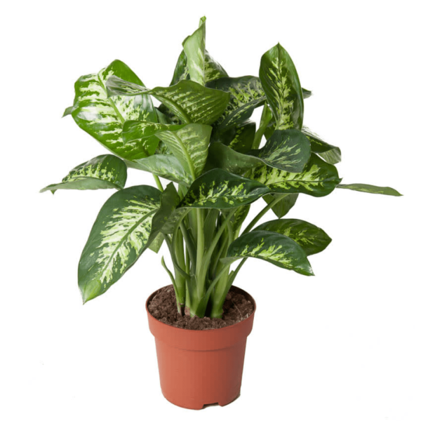 Dieffenbachia panaché crème
