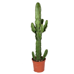 Cactus Euphorbe - Euphorbia