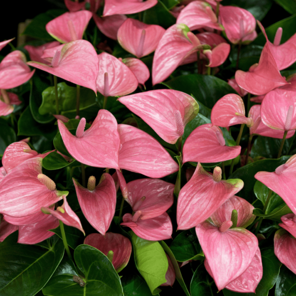 Anthurium rose – Image 2