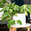 Pothos (Scindapsus) – Image 2