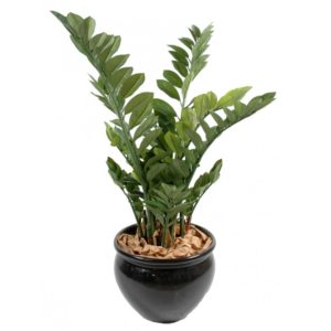 Zamia artificiel