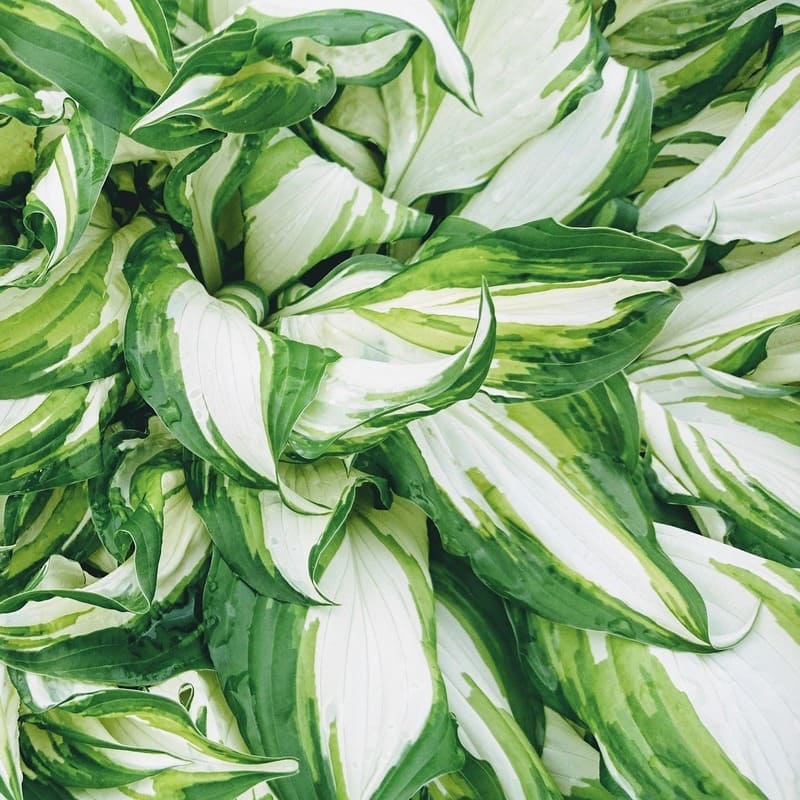 Hosta 'Fire and Ice' - Hosta