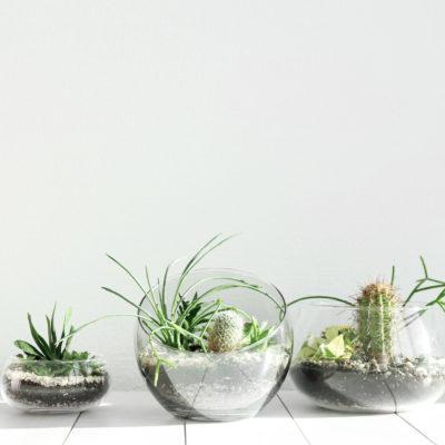 Les kits DIY terrariums