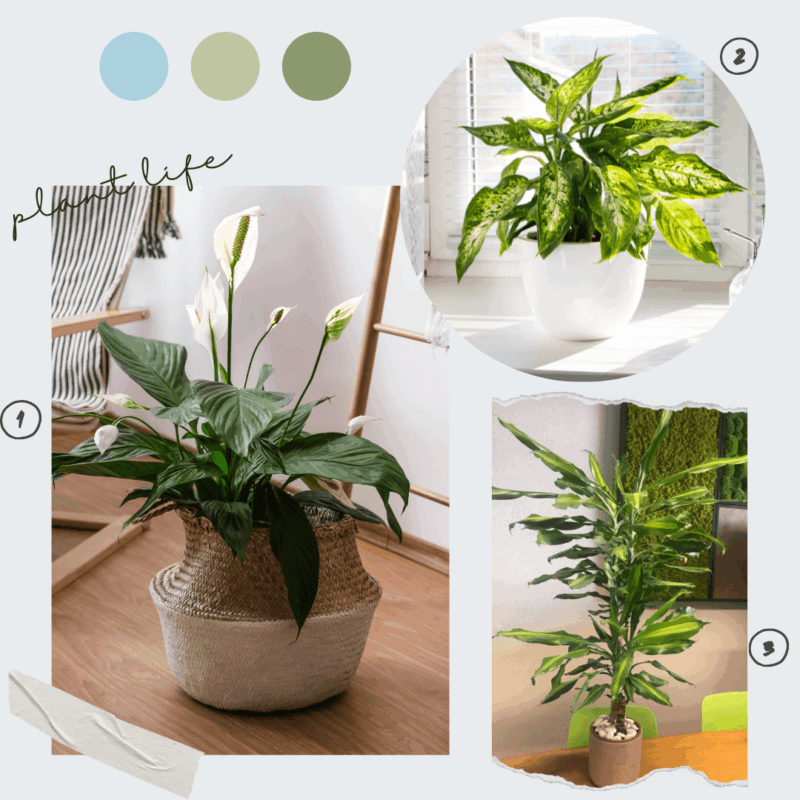 Lot de plantes d'ombre 2