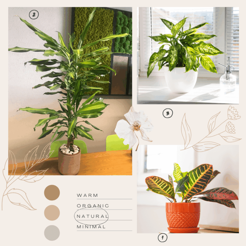 Lot de plantes dépolluantes