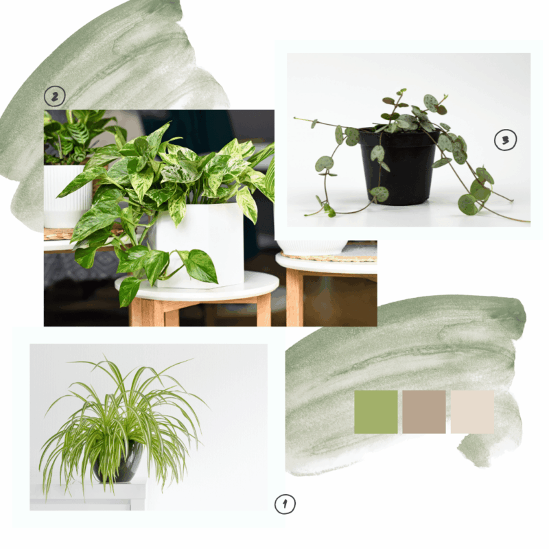 Lot de plantes retombantes