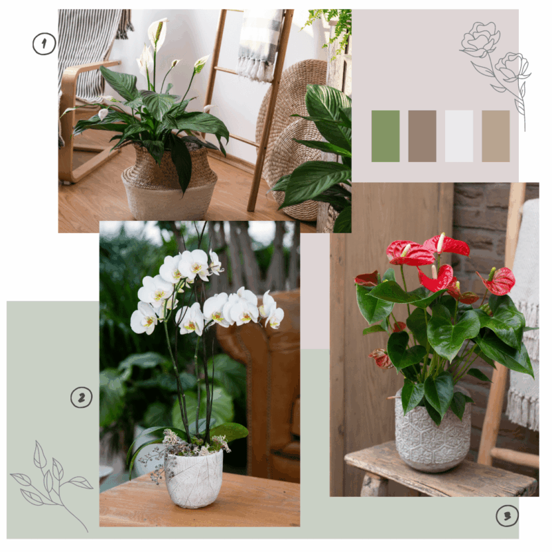 Lot de plantes à fleurs 1