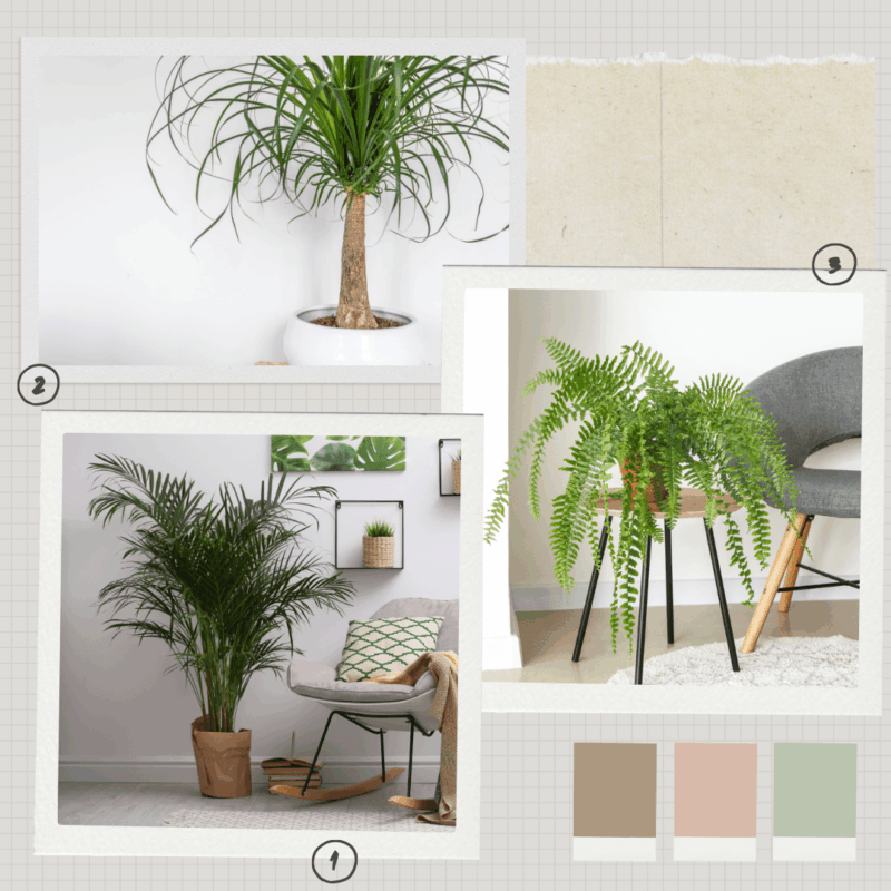 Lot de plantes pet friendly