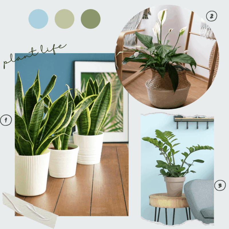 Lot de plantes d'ombre 1