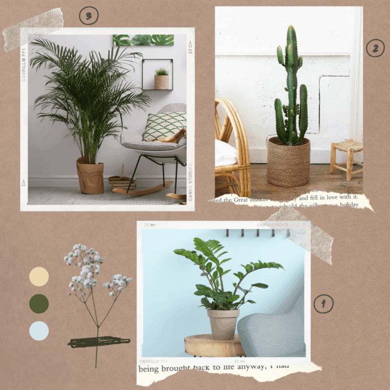 Lot de plantes pour débutants 1