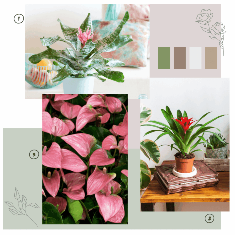 Lot de plantes à fleurs 2