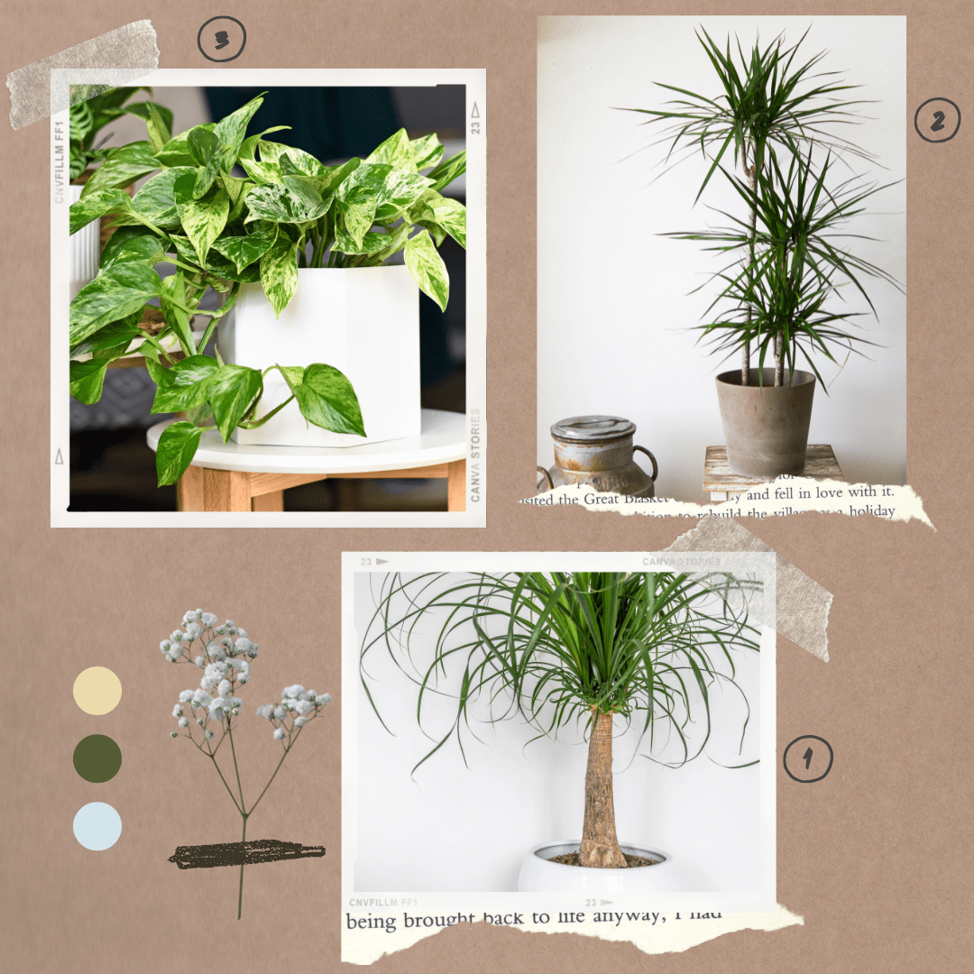 Lot de plantes pour débutants 2