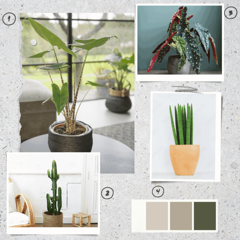 Lot de plantes graphiques