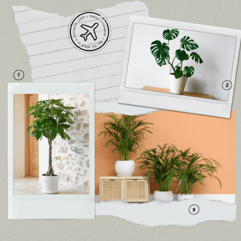 Lot de plantes exotiques