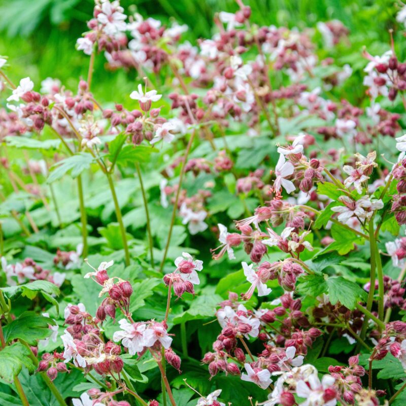Géranium vivace rhizomateux 'Spessart' - Geranium