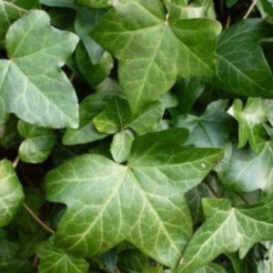Lierre d'Irlande - Hedera hibernica
