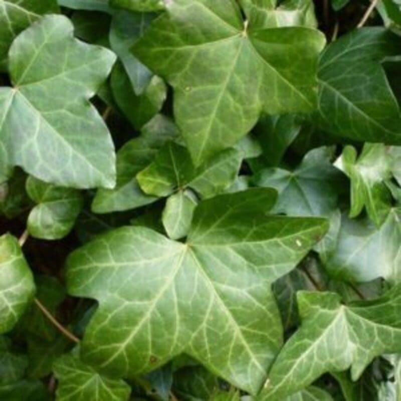 Lierre d'Irlande - Hedera hibernica