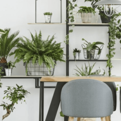 Plantes d'intérieur