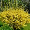 Forsythia 'Mélée d'Or' -Bio Le Bourgeon