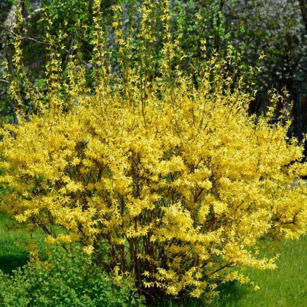 Forsythia 'Mélée d'Or' -Bio Le Bourgeon