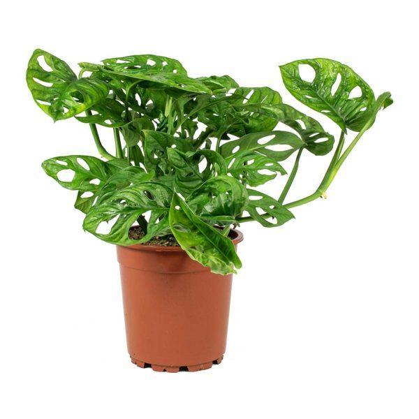 Monstera 'Monkey Leaf'