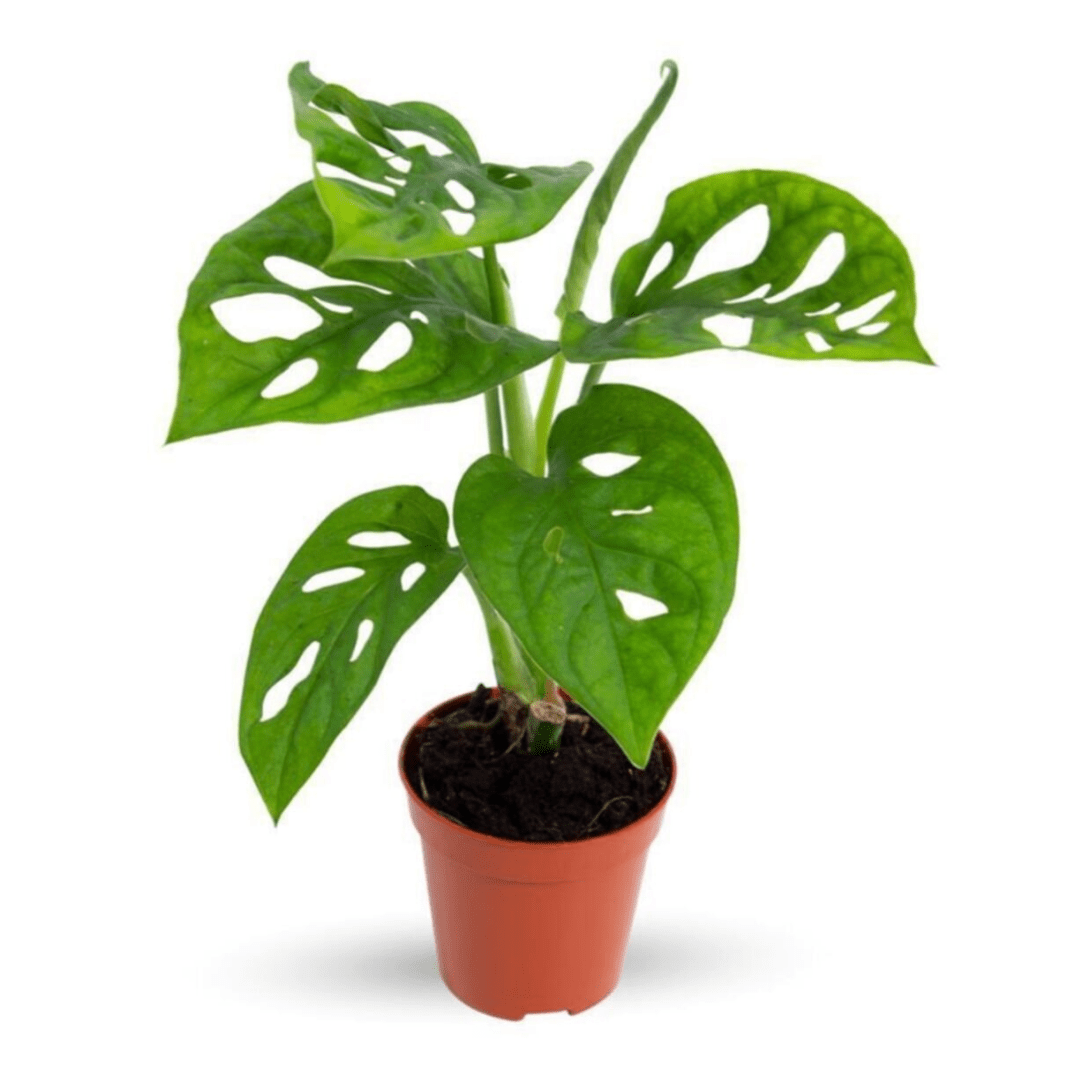 Mini Monstera "monkey leaf"