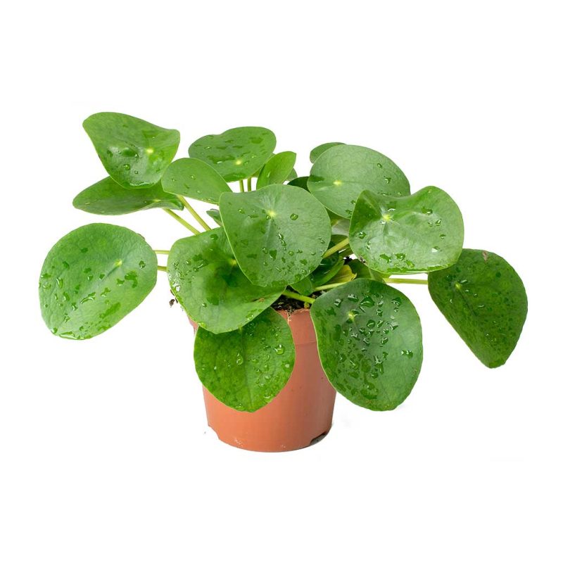 Mini Pilea peperomioides