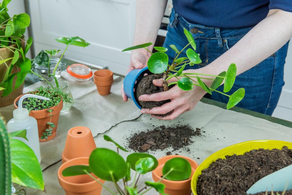 Plantation ou rempotage d'une plante d intérieur