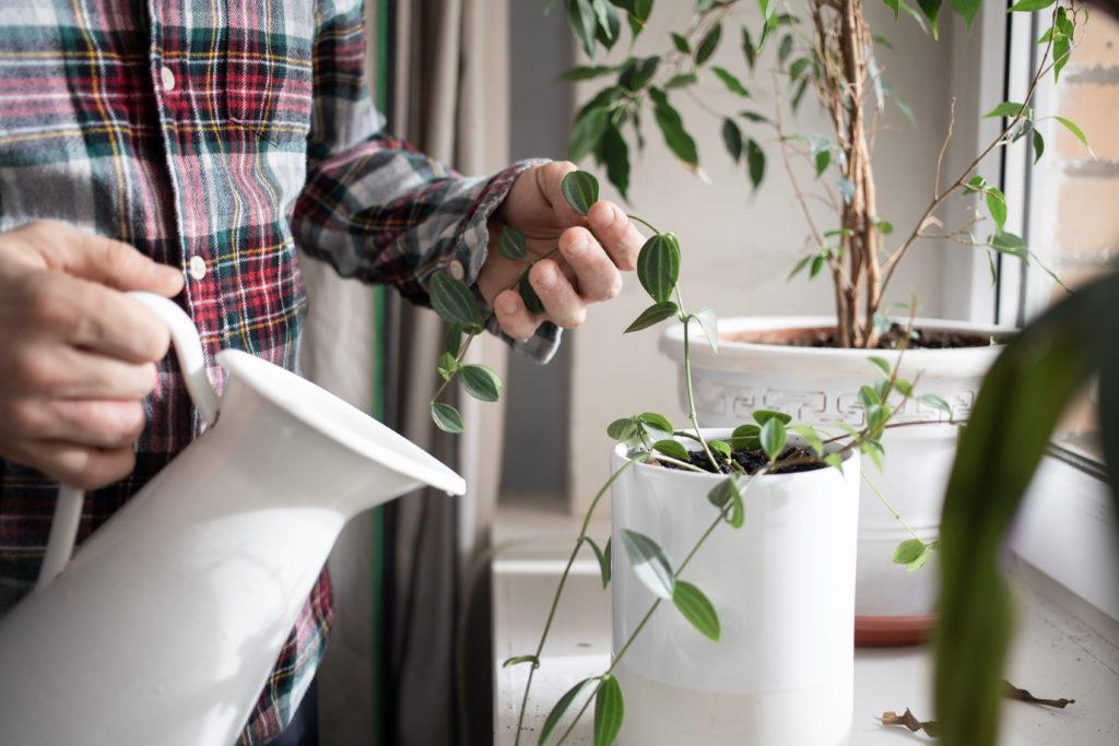 Réussir l'arrosage des plantes d'intérieur