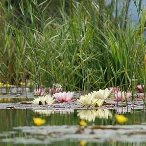 Les plantes aquatiques et nénuphars