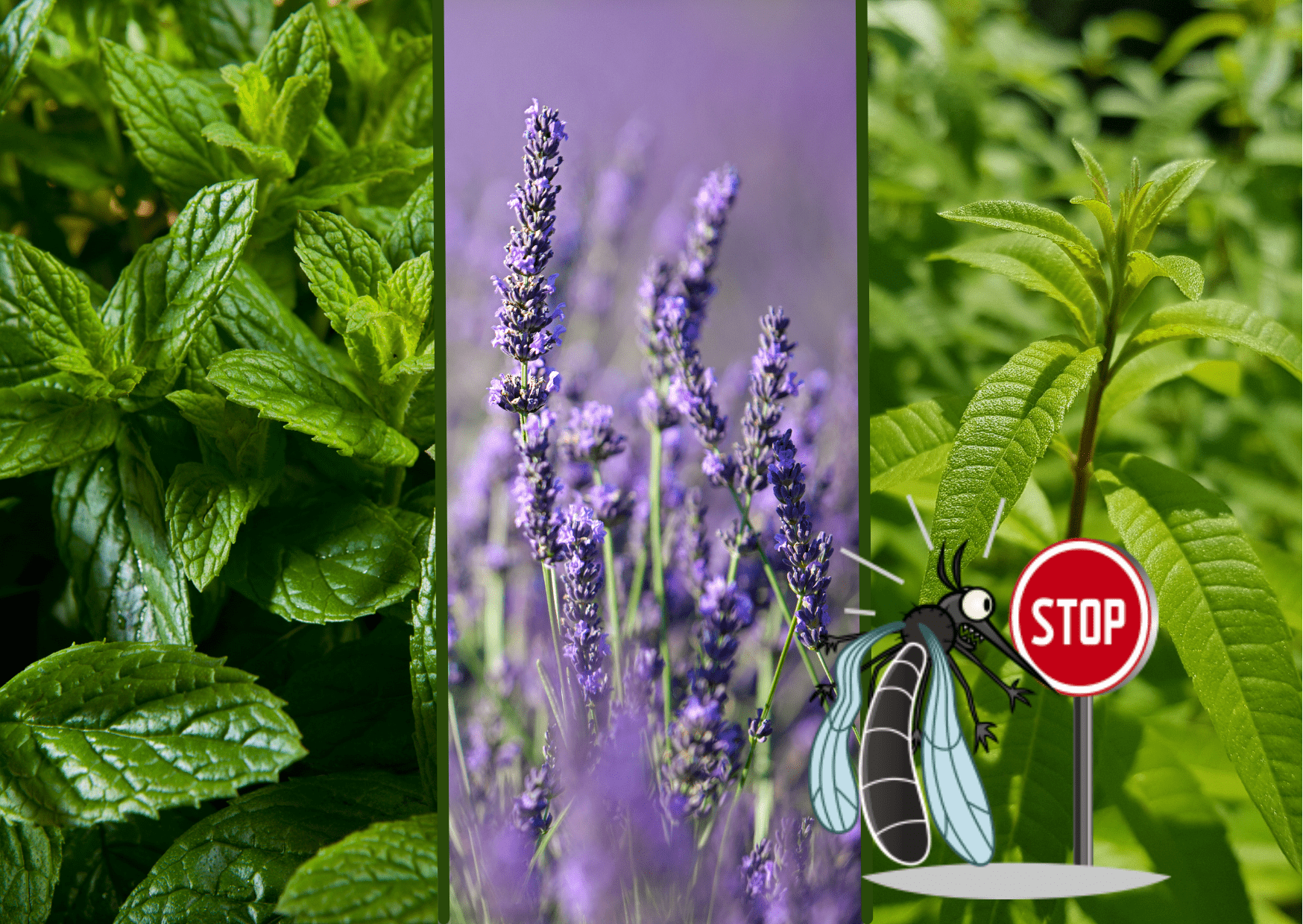 Les 12 Plantes Anti-Mouches les Plus Efficaces.