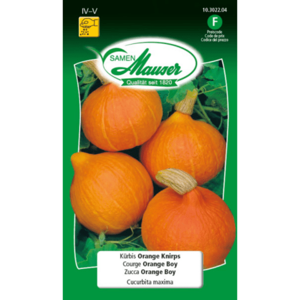Courge (Potimarron) Orange Boy