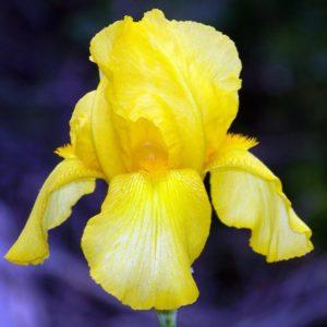 Iris barbu jaune - Iris